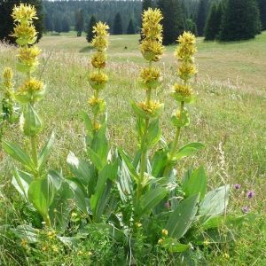 Gentiana lutea (P9)