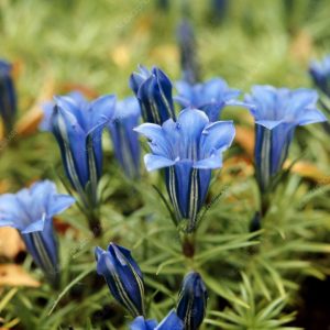Gentiana sino-ornata (P9)
