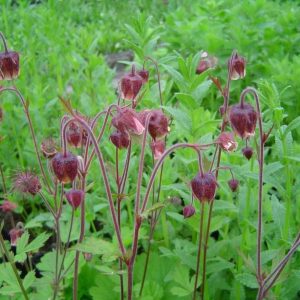 Geum rivale (zaden)