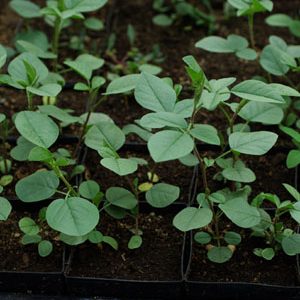 Glycyrrhiza glabra (p9)