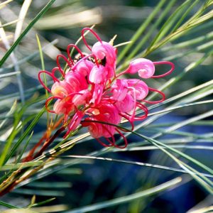 Grevillea johnsonii