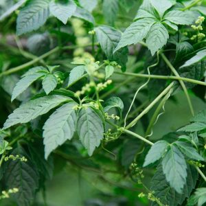 Gymnostemma pentaphyllum