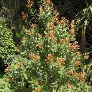 Hakea elliptica