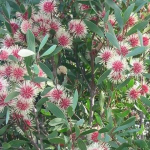 Hakea laurina