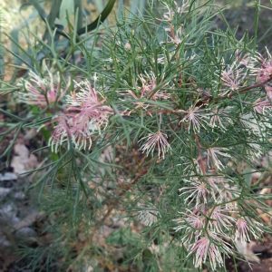 Hakea lissocarpha