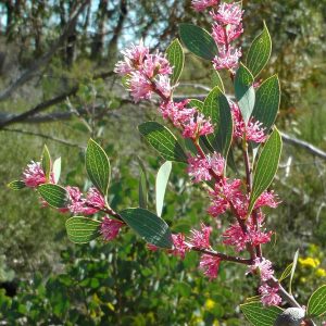 Hakea neurophylla