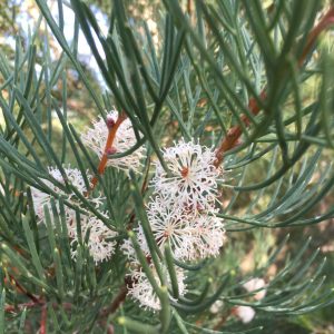 Hakea drupacea