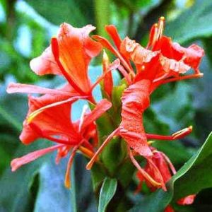 Hedychium greenii