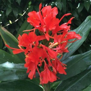 Hedychium rubrum