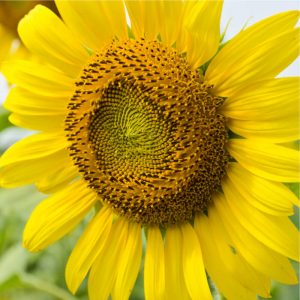 Helianthus an. Giganteus (zaden)