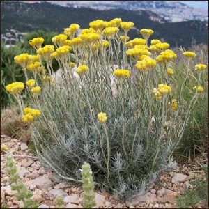 Helichrysum italicum