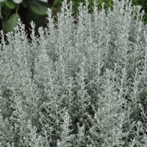Helichrysum italicum 'Dwarf'