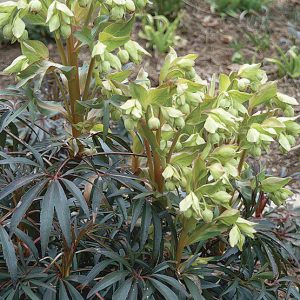 Helleborus foetidus