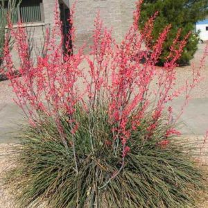 Hersperaloe parviflora