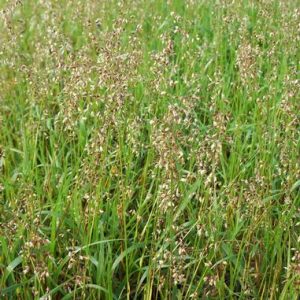 Hierochloe odorata (P9)