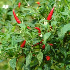 Peper 'Hot Thai' (zaden)