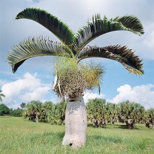Hyophorbe lagenicaulis