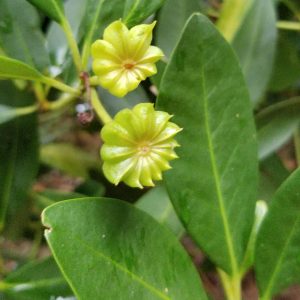 Illicium oligandrum (C2)
