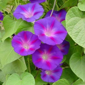 Ipomoea purpurea (zaden)