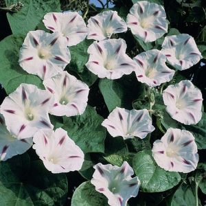 Ipomoea tricolor (zaden)