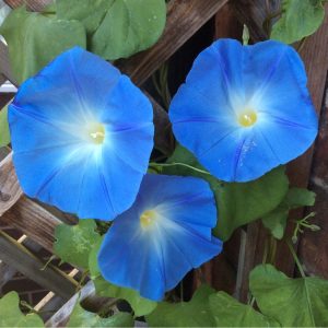 Ipomoea tricolor (zaden)