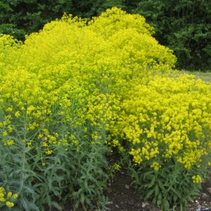 Isatis tinctoria (zaden)