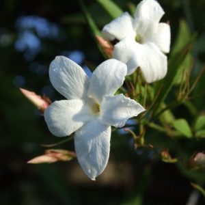 Jasminum officinale affine