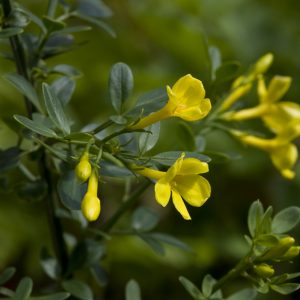 Jasminum fruticans