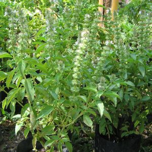 Ocimum basilicum 'Kemangi'