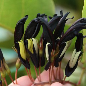 Kennedia nigricans