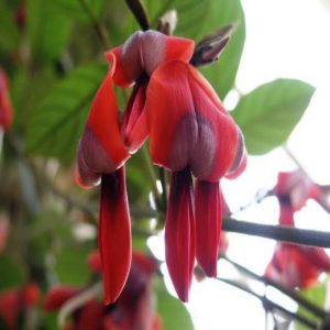 Kennedia rubicunda