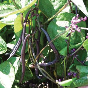 Vigna sesquipedalis (10gr zaden)