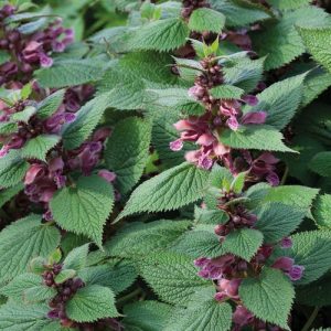Lamium orvala (P9)