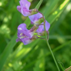 Lathyrus palustris (P9)