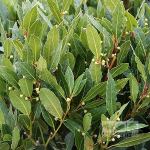 Laurus nobilis (P9)