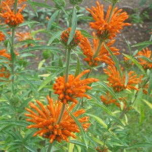 Leonotis leonurus