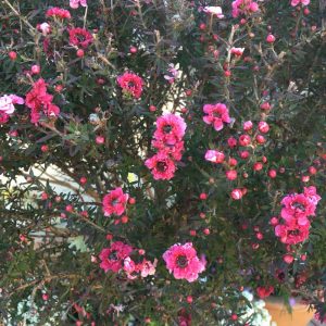 Leptospermum s. 'Ballerina'