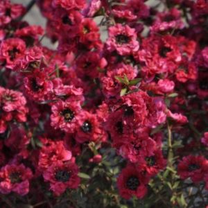 Leptospermum s. 'Red Damask'
