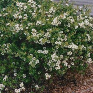 Leptospermum scoparium