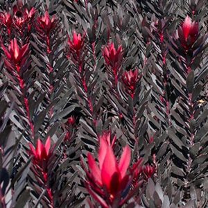 Leucadendron 'Burgundy Sunset'