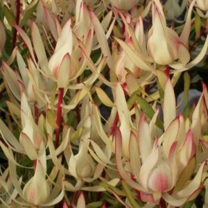 Leucadendron sal. 'Cream Delight'