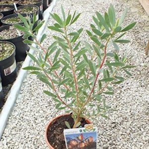 Leucadendron sal. 'Highlights'