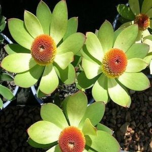 Leucadendron laureolum