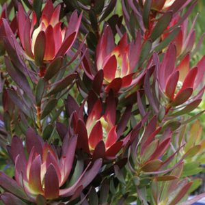 Leucadendron laur. 'Safari Sunset'