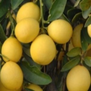 Citrus x floridana 'Lakeland'