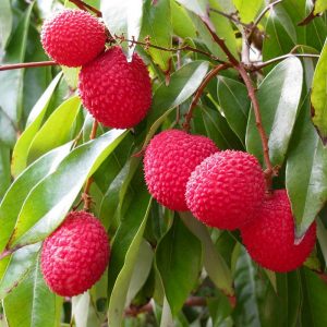 Litchi sinensis