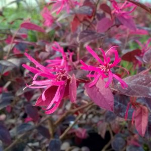Loropetalum chin 'Firedance'