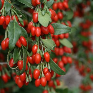 Lycium barbarum (P9)