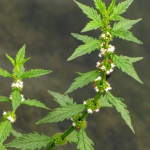 Lycopus europaeus (p9)