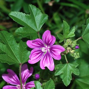 Malva sylvestris